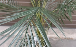 Пальма искусственая в кашпо
