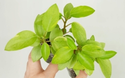 Пеперомия orba pixie variegata