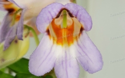 Примулина angustifolia