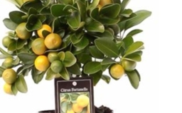 Citrus Calamondin On Stem