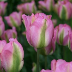 Тюльпан грэнленд