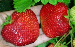 Клубника Цунаки