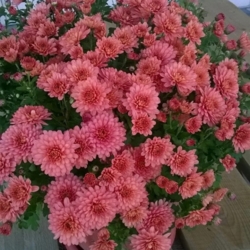 Хризантема шаровидная, бледно-розовая