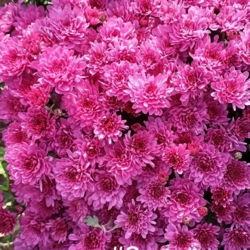 Хризантема шаровидная, розовая