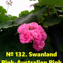 Пеларгония Swanland Pink-Australien Pin